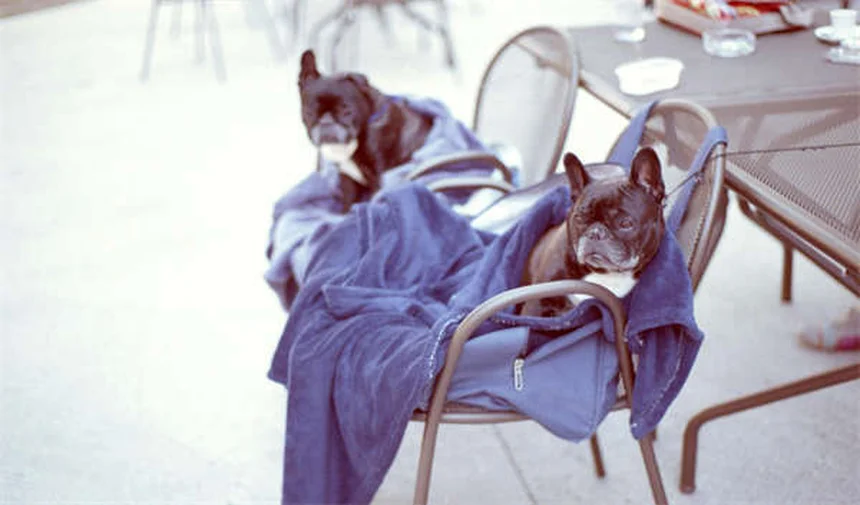 Eutanasia per pesci: come dire addio al tuo amico acquatico con dignità