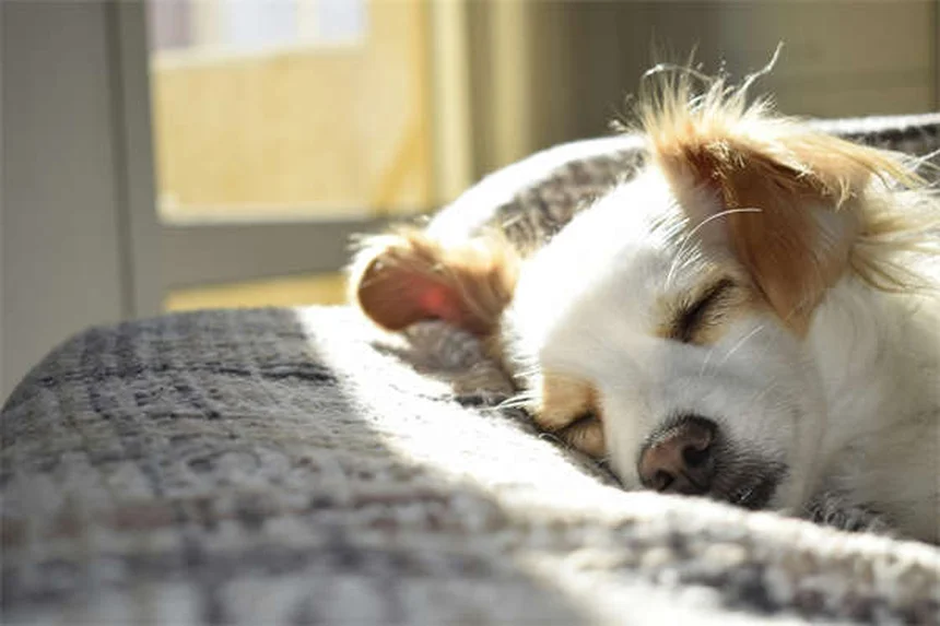 Diarrea nel gatto: 5 rimedi casalinghi efficaci per risolvere il problema