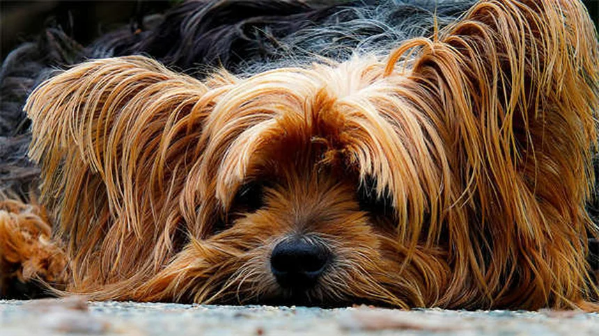 Gengive pallide nel cane: sintomi, cause e quando preoccuparsi