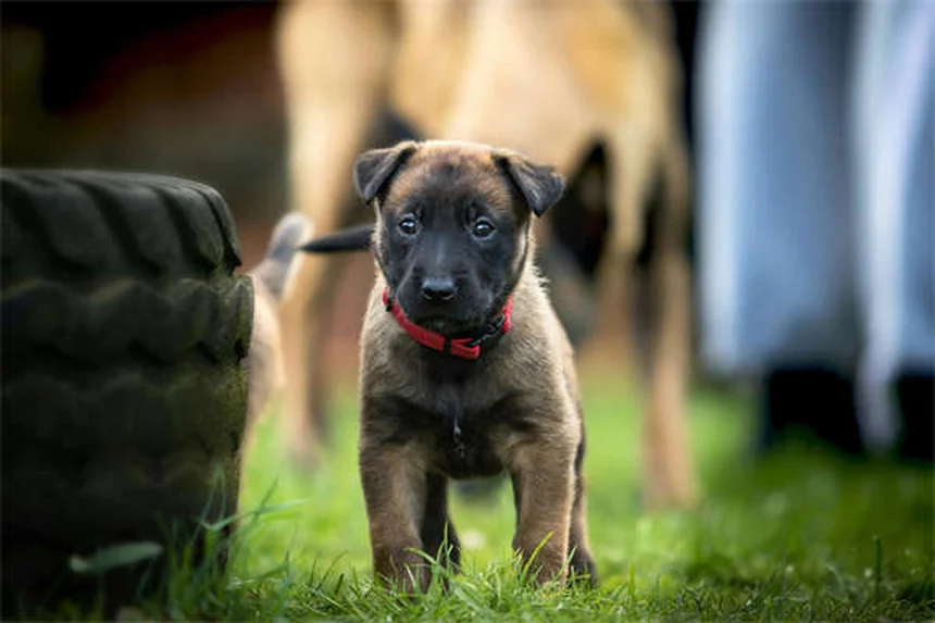 Gengive pallide nel cane: sintomi, cause e quando preoccuparsi