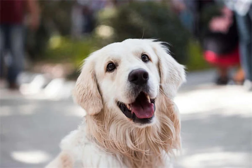 Vetmedin per cani: tutto quello che devi sapere sul farmaco cardiaco