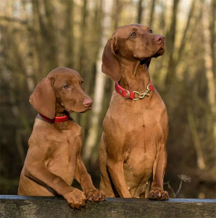 Vetmedin per cani: tutto quello che devi sapere sul farmaco cardiaco