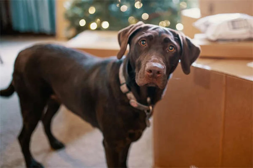 Vetmedin per cani: tutto quello che devi sapere sul farmaco cardiaco