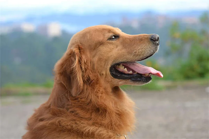 5 Pericoli del Cestino per il Tuo Animale Domestico: Come Proteggerlo