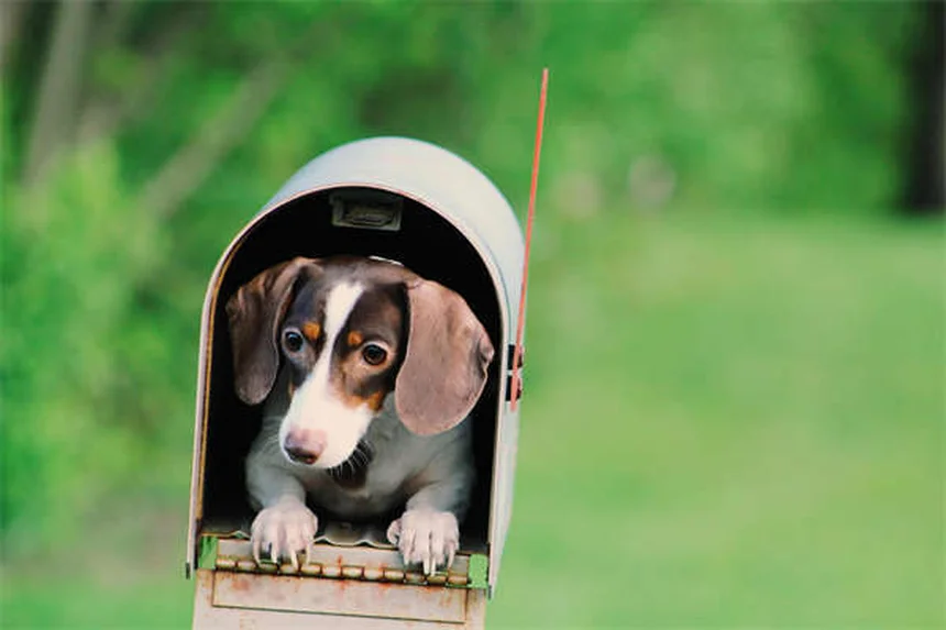 Problemi di salute nei cani giganti: come proteggere il tuo gigante gentile