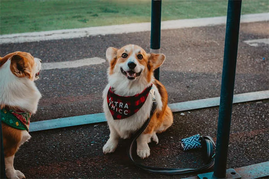Problemi di salute nei cani giganti: come proteggere il tuo gigante gentile