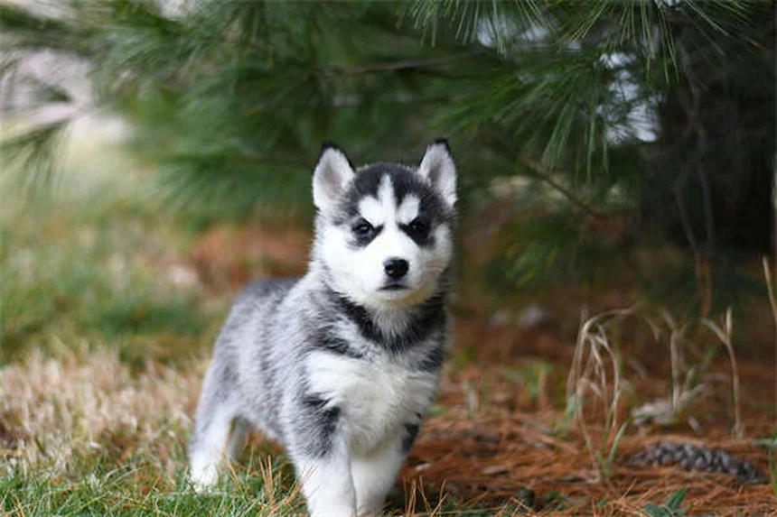 Come prepararsi per emergenze con animali domestici: guida pratica