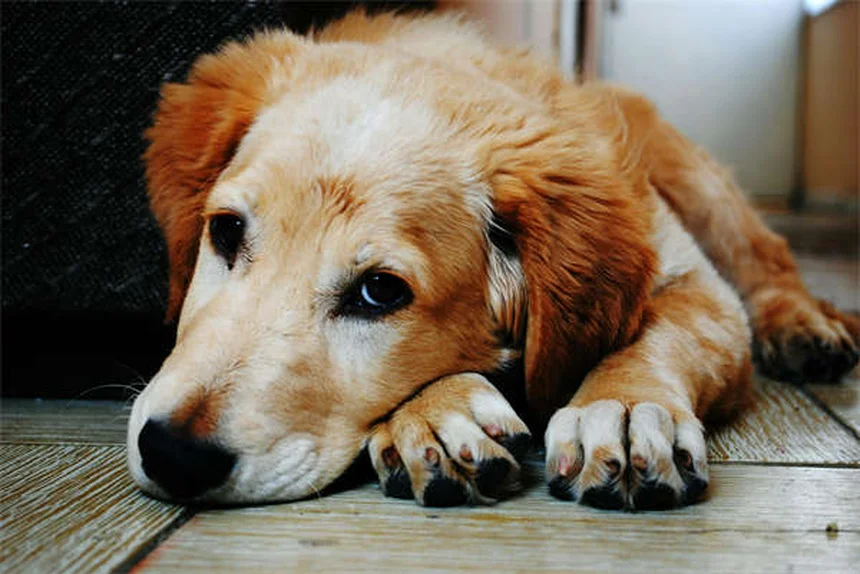 Come prepararsi per emergenze con animali domestici: guida pratica