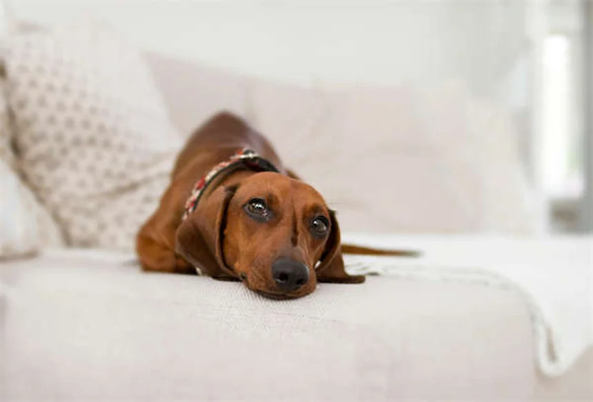 Rimedi naturali per cani e gatti: guida pratica per una vita più sana