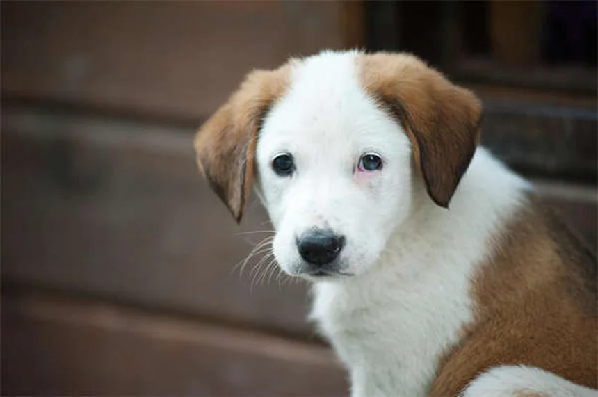 Perché i cani si muovono nel sonno? Scopri il significato