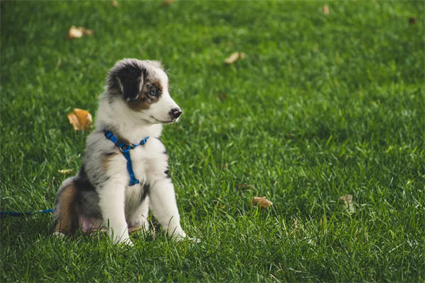 Differenze tra cani da assistenza, supporto emotivo e terapia: guida completa
