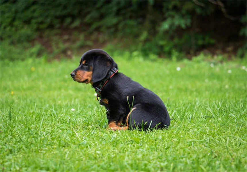 Rifampicina per cani: guida completa all'uso e effetti collaterali