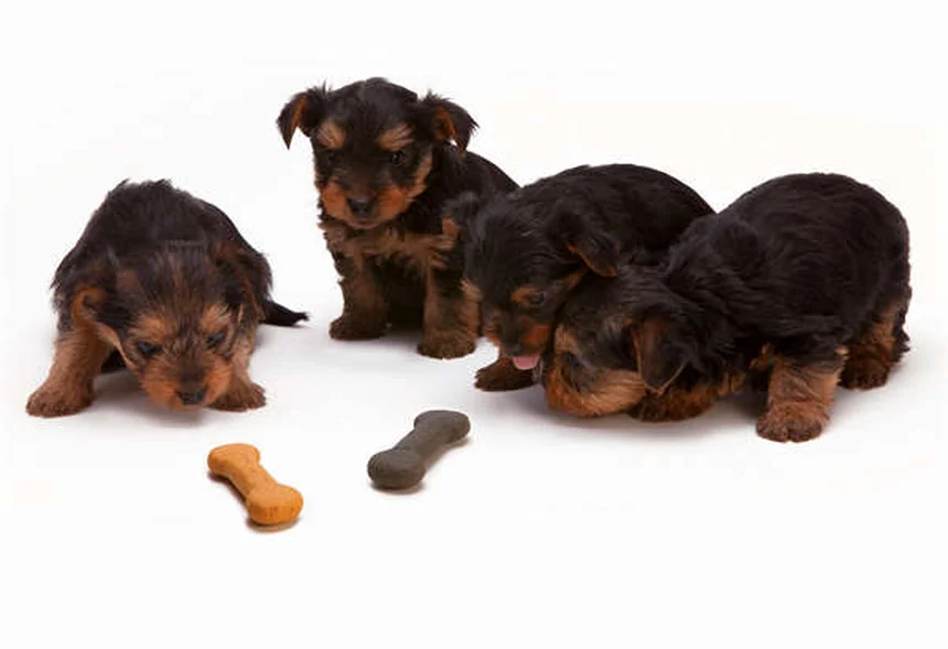 Rifampicina per cani: guida completa all'uso e effetti collaterali
