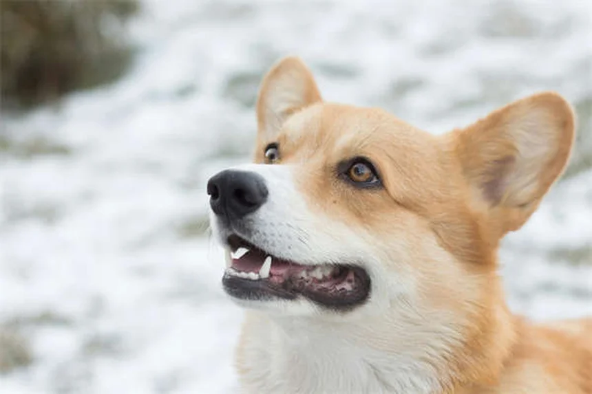 Rifampicina per cani: guida completa all'uso e effetti collaterali
