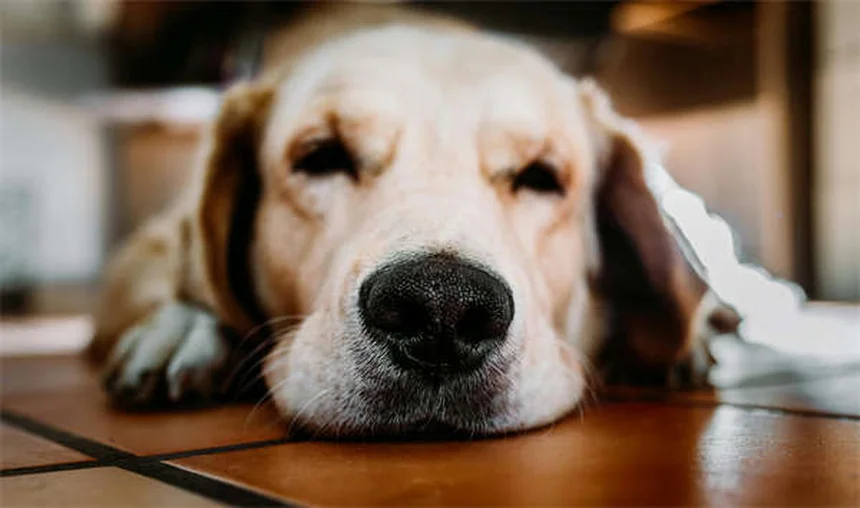 Viaggiare in aereo con il cane: guida completa per un volo sereno