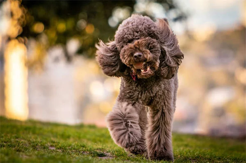 Viaggiare in aereo con il cane: guida completa per un volo sereno