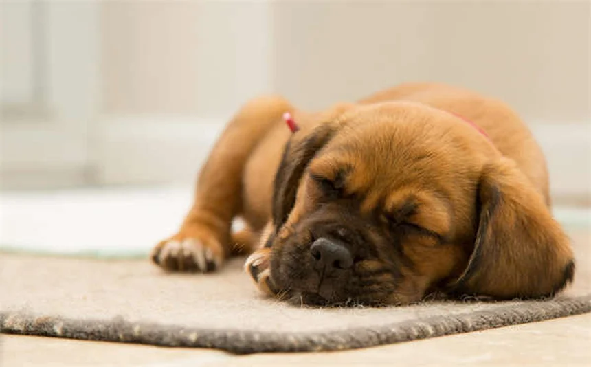 Viaggiare in aereo con il cane: guida completa per un volo sereno