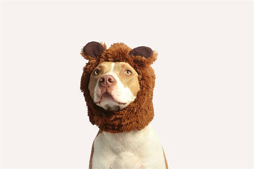 Perché le orecchie del cane puzzano? Cause e rimedi efficaci
