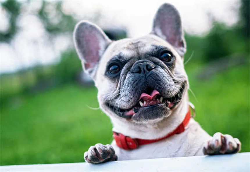 Perché le orecchie del cane puzzano? Cause e rimedi efficaci